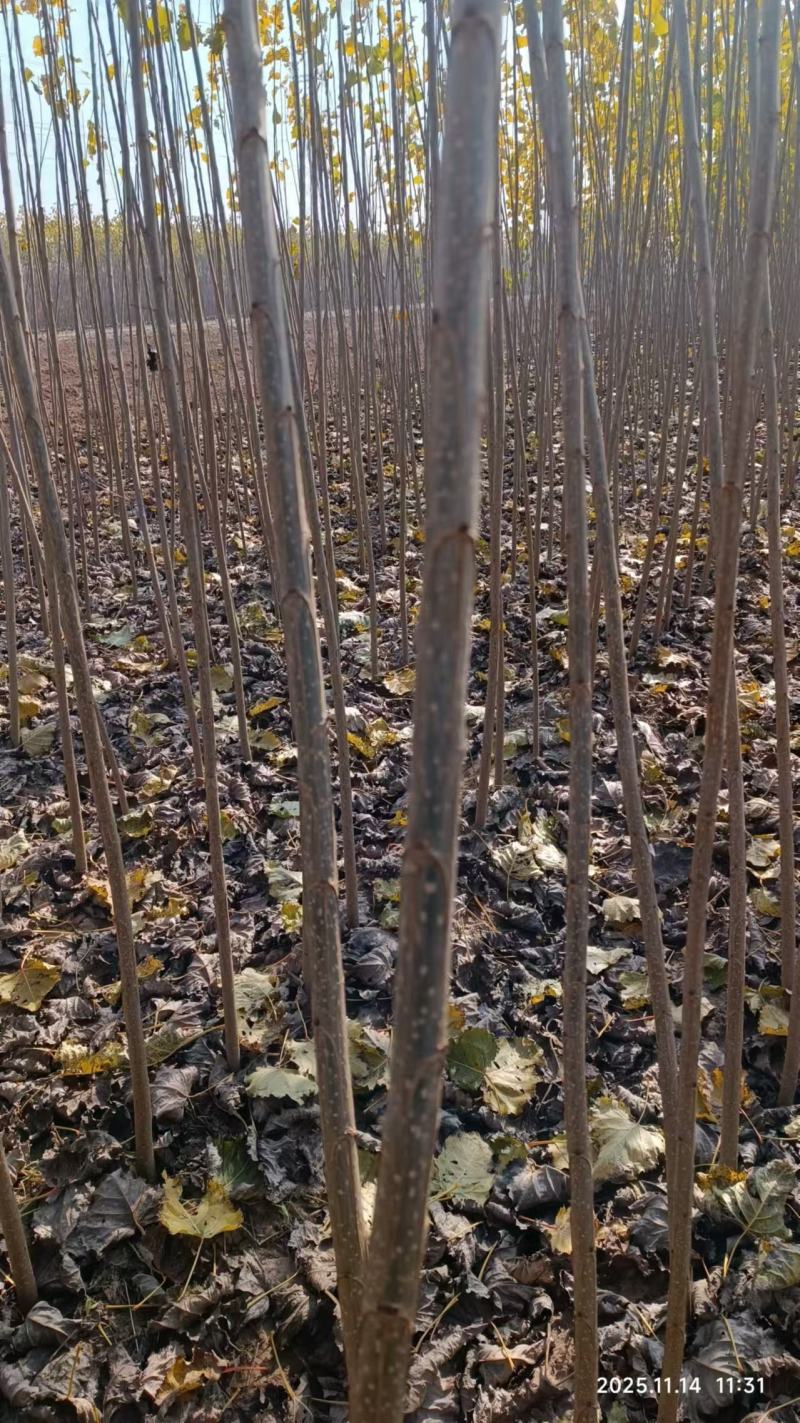 107杨树苗种植基地，大量上市，价格优惠，值得购买