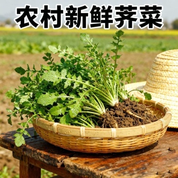 苏北荠菜