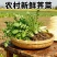 苏北荠菜