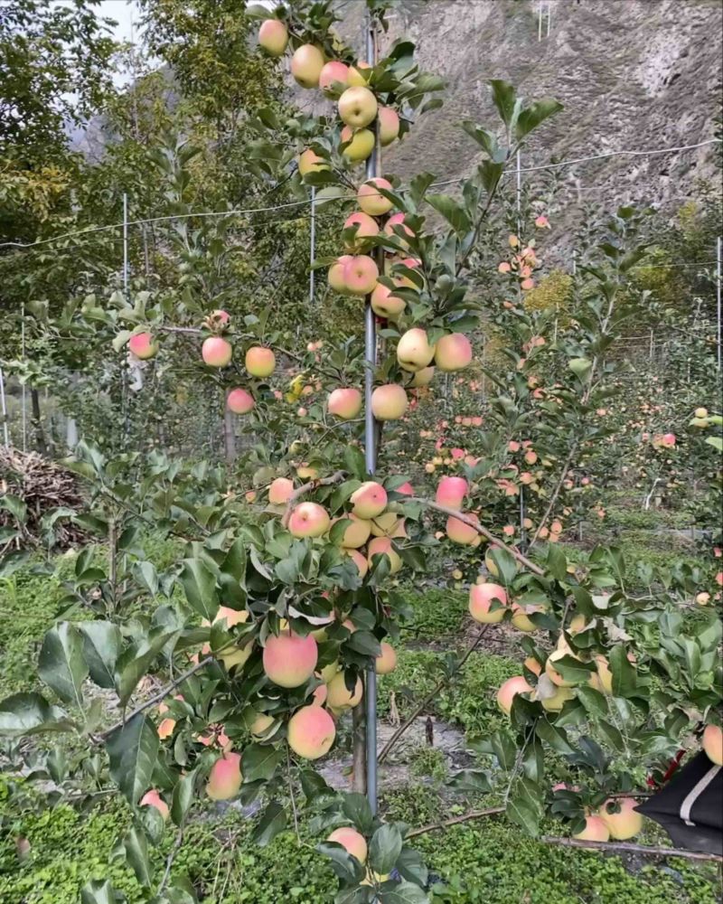 瑞雪自家种植