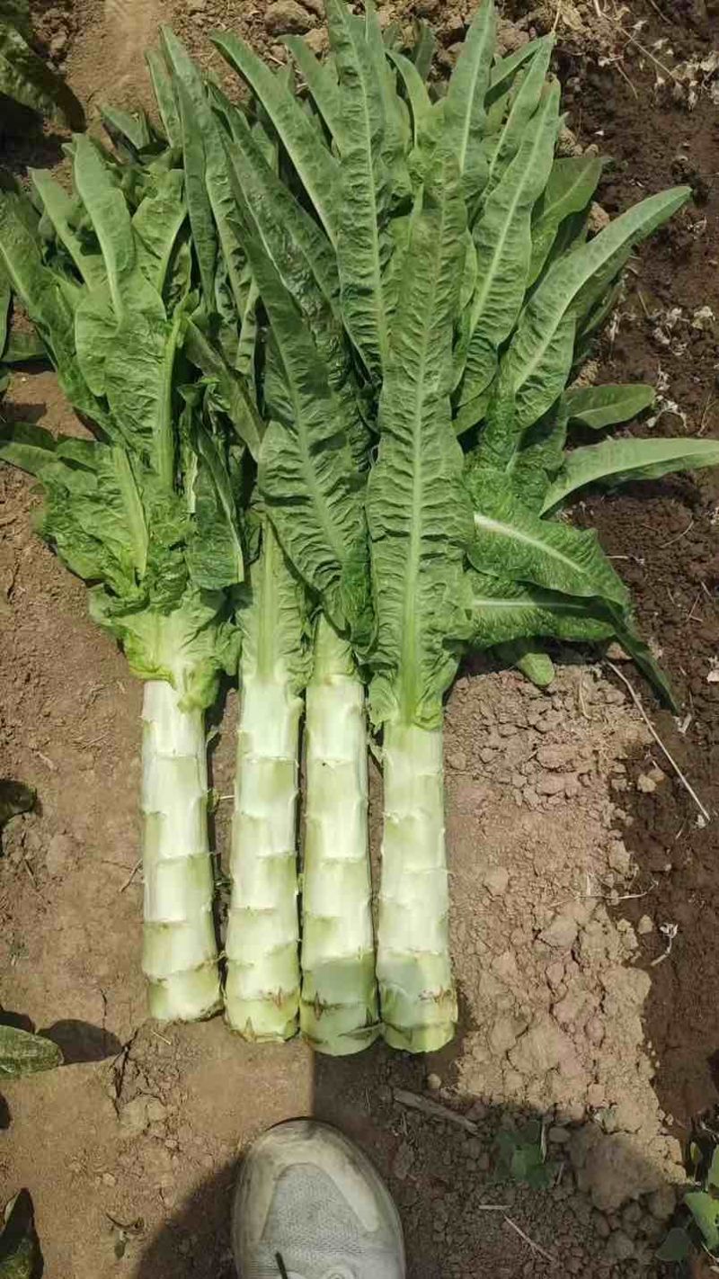 山东精品青尖叶莴笋质量保证现砍现发欢迎咨询