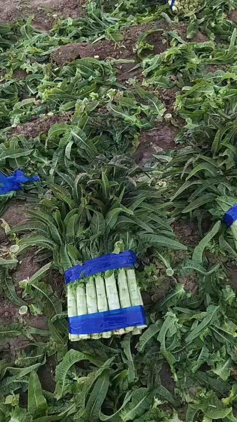 山东精品青尖叶莴笋质量保证现砍现发欢迎咨询