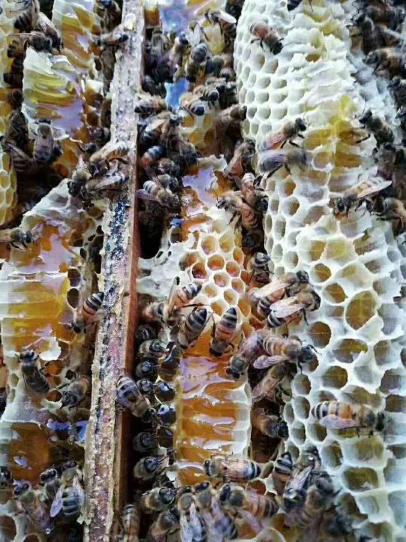 蜂蜜、意蜂蜂蜜、中华蜜蜂、土蜂蜜、巢蜜。