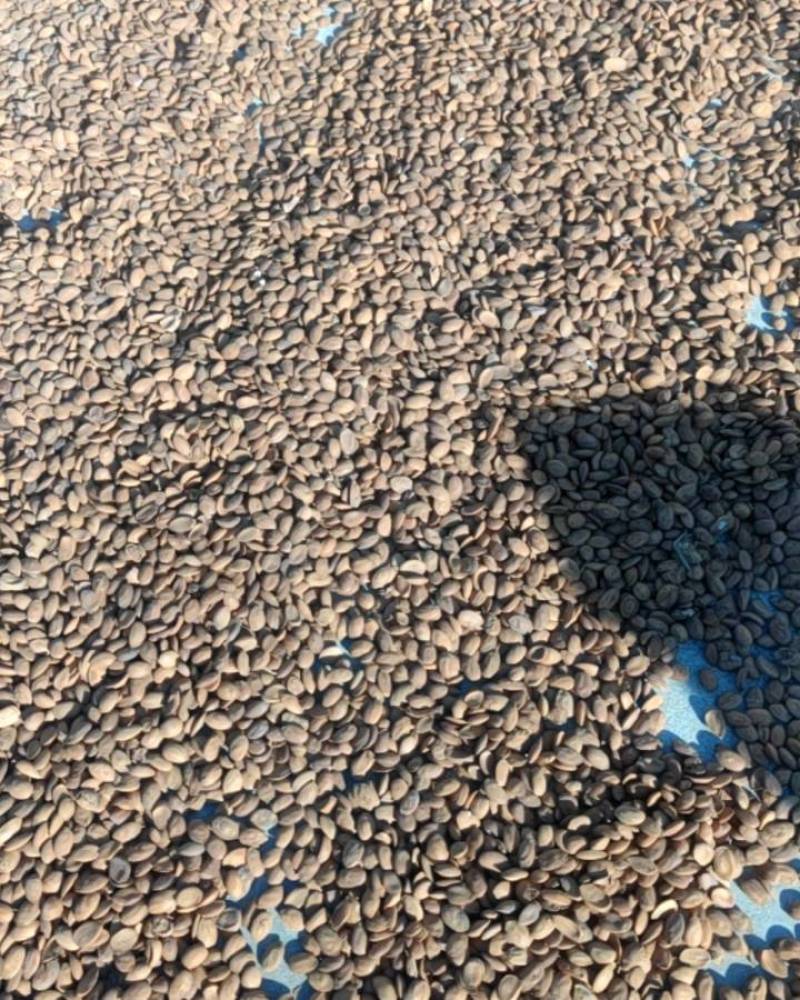 中药材毛桃仁