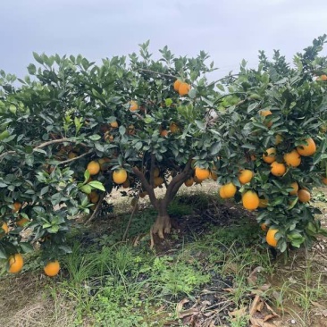 湖北宜昌枝江纽荷尔脐橙