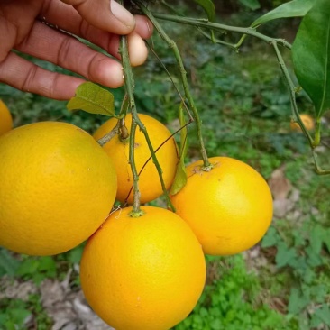 湖南麻阳冰糖橙