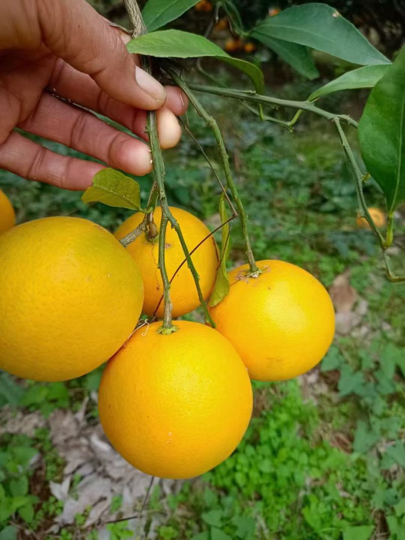 湖南麻阳冰糖橙