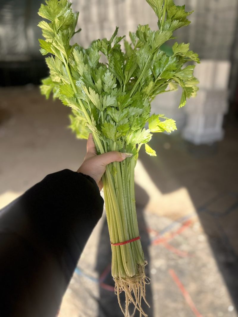 香芹