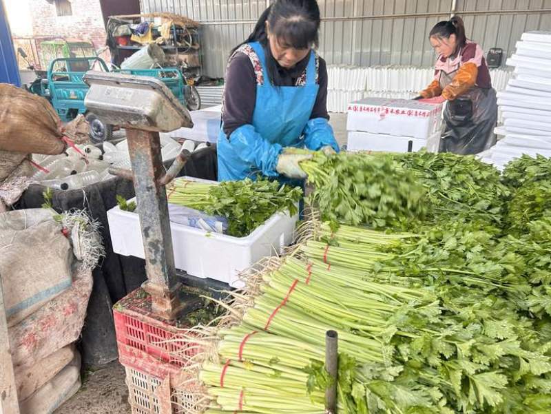 香芹