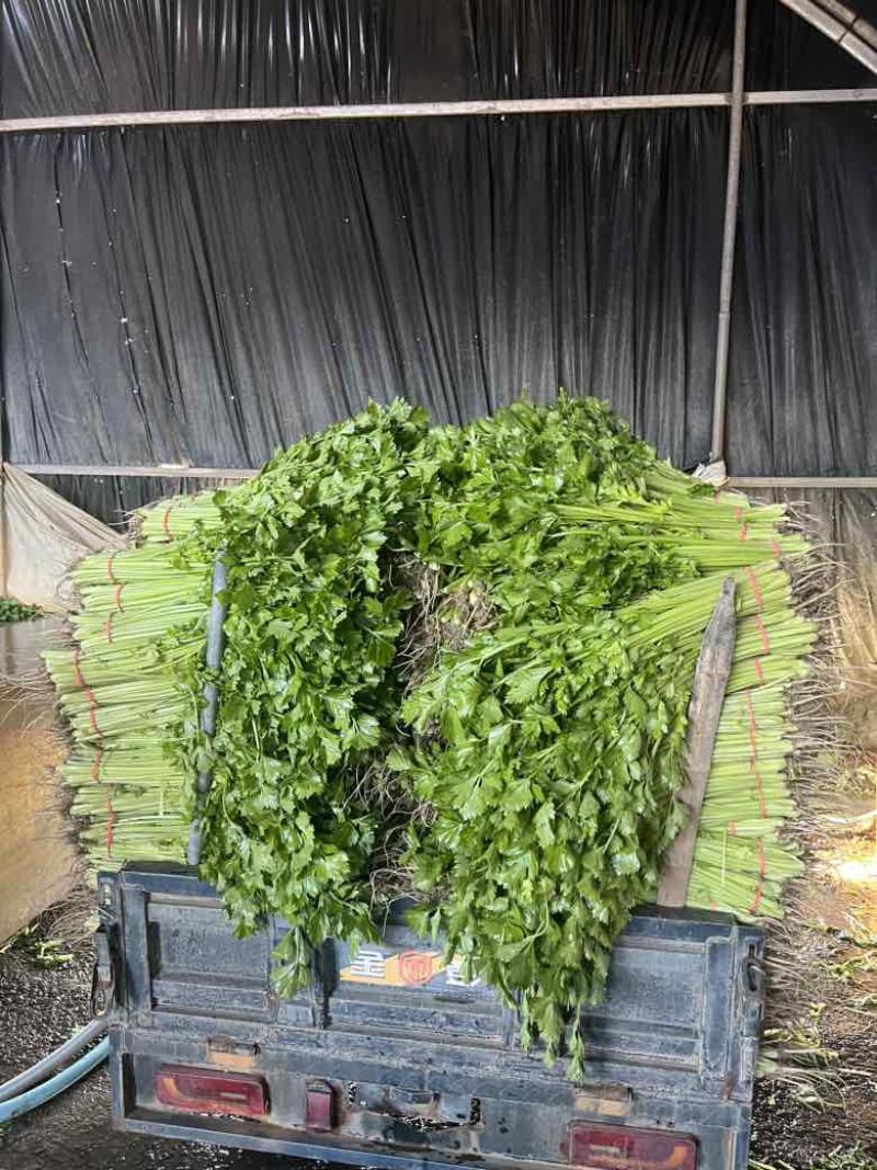 香芹