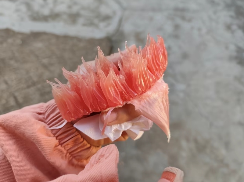 广丰马家柚