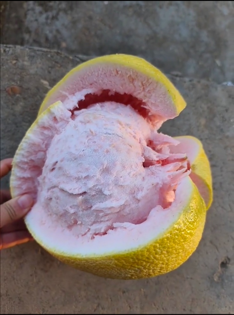 广丰马家柚