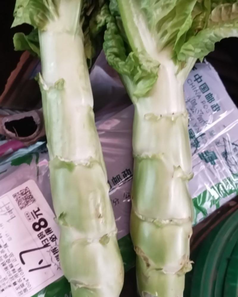 精品竹筒青***********