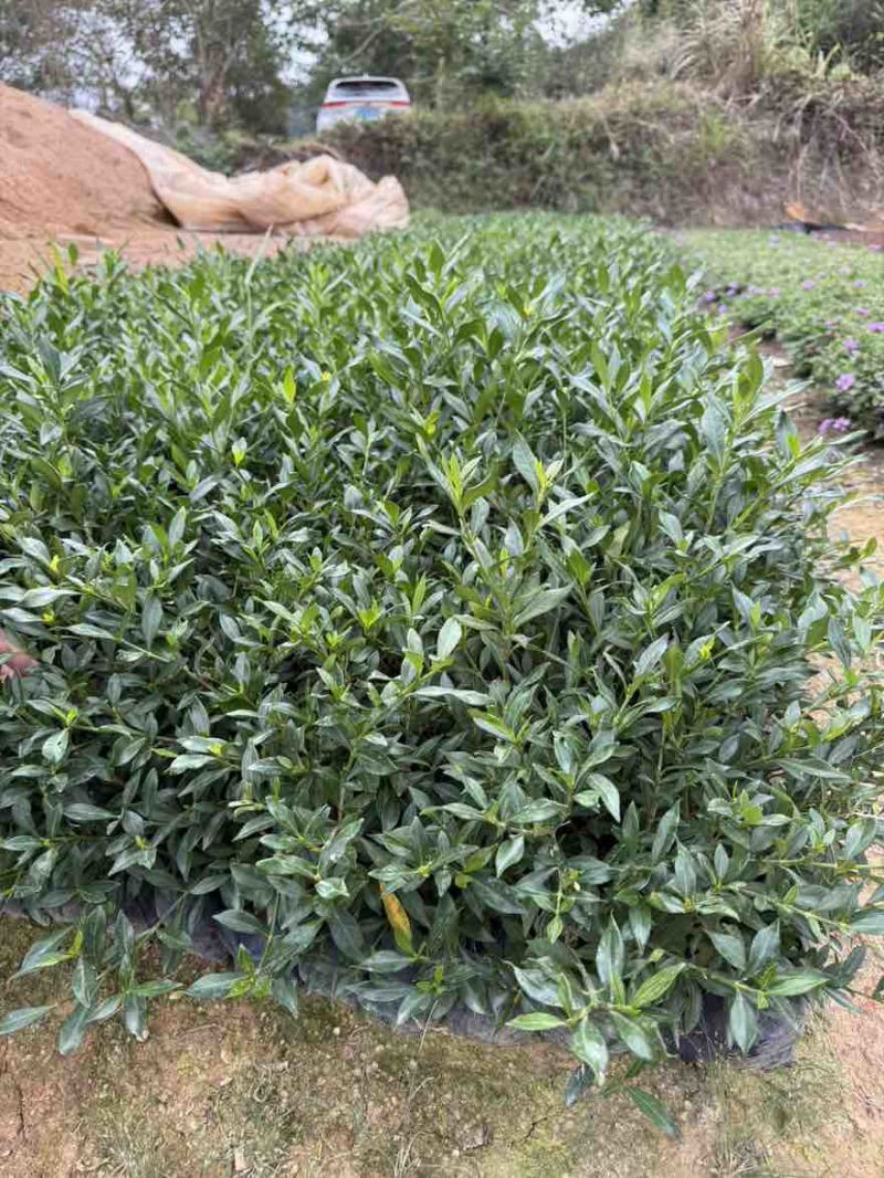 小叶栀子花，各种规格，大量低价出售