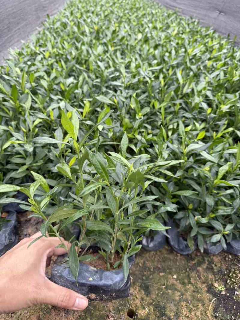 小叶栀子花，各种规格，大量低价出售