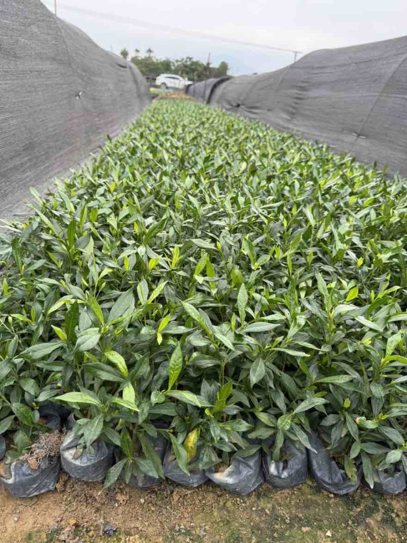 小叶栀子花，各种规格，大量低价出售