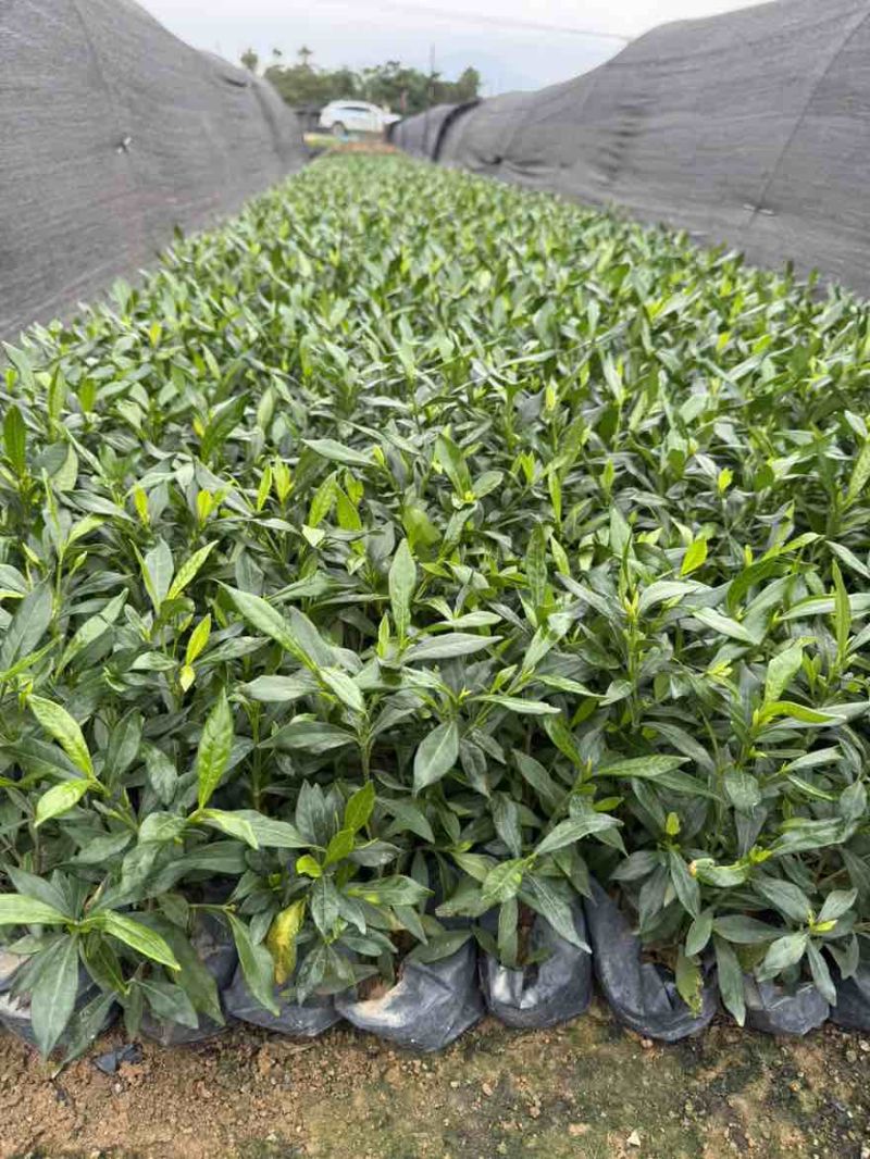 小叶栀子花，各种规格，大量低价出售