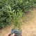小叶栀子花，各种规格，大量低价出售