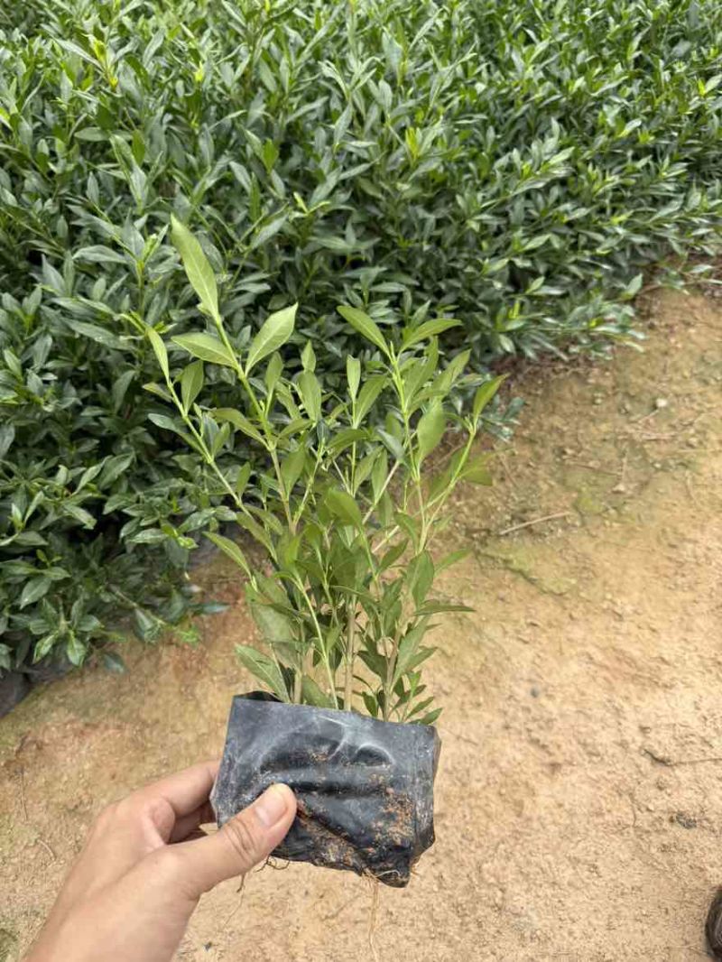 小叶栀子花，各种规格，大量低价出售