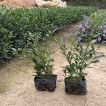 小叶栀子花，各种规格，大量低价出售