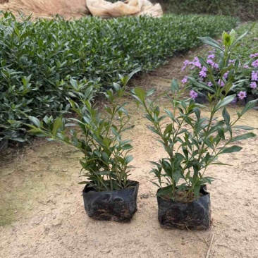 小叶栀子花，各种规格，大量低价出售