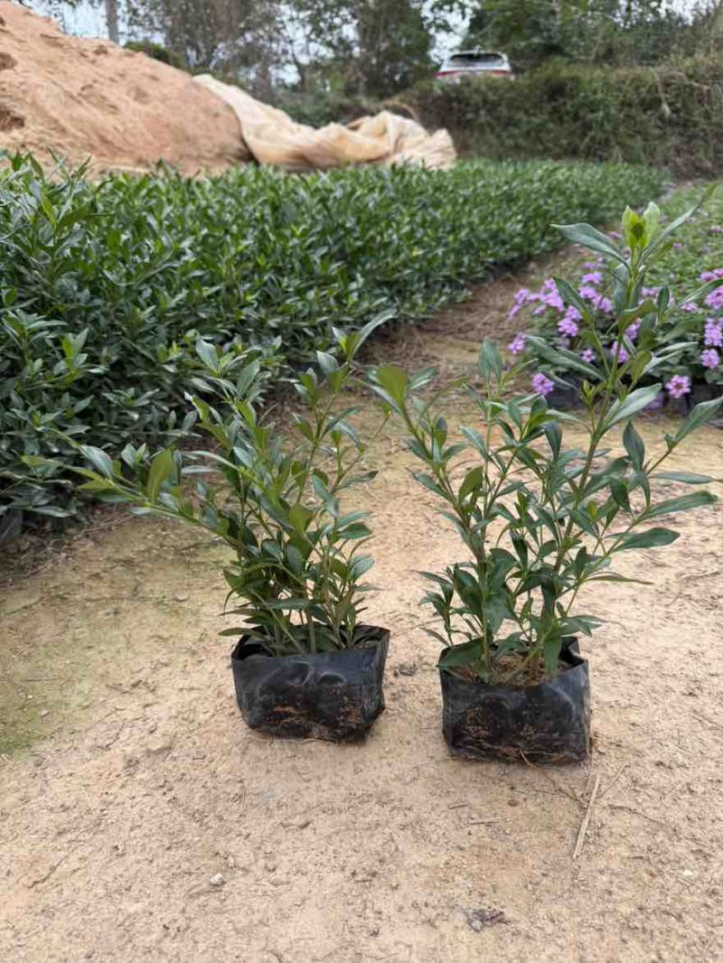 小叶栀子花，各种规格，大量低价出售