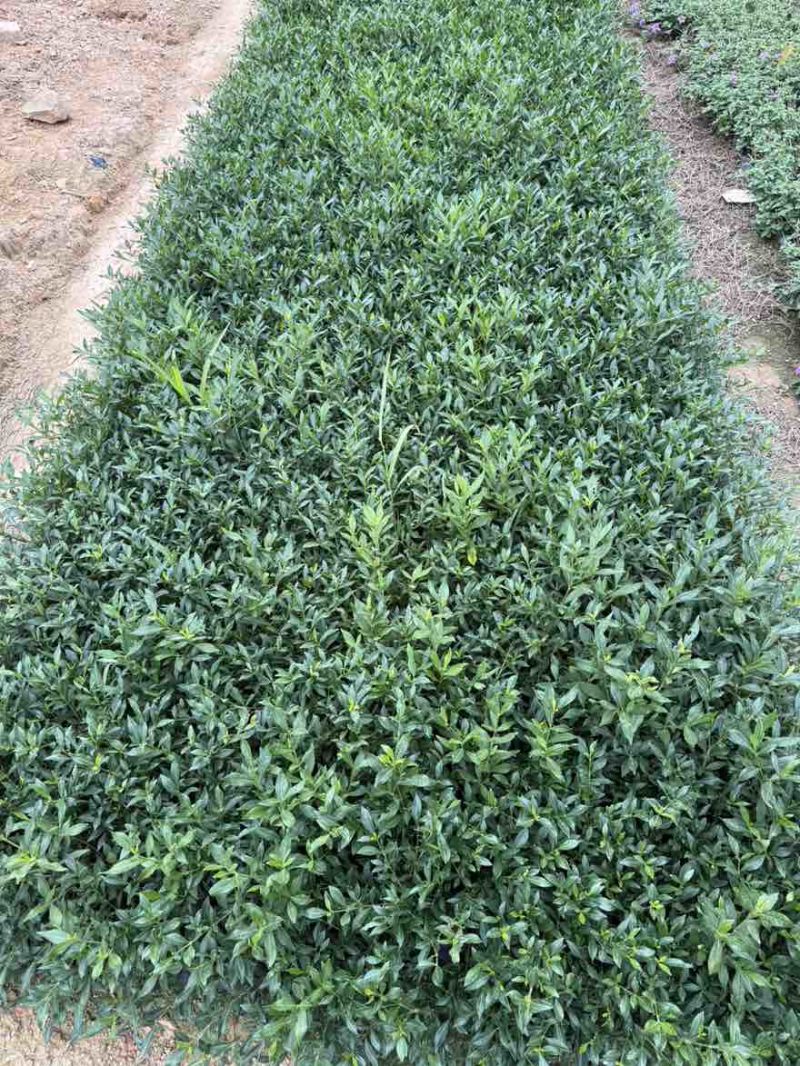 小叶栀子花，各种规格，大量低价出售