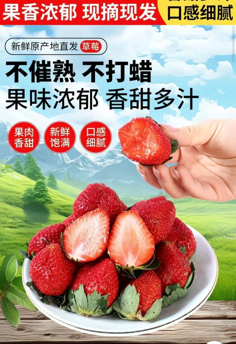 四川大凉山露天草莓