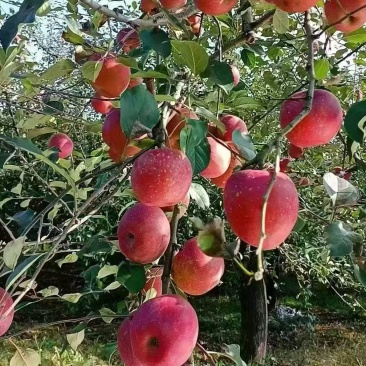 昭通糖心苹果