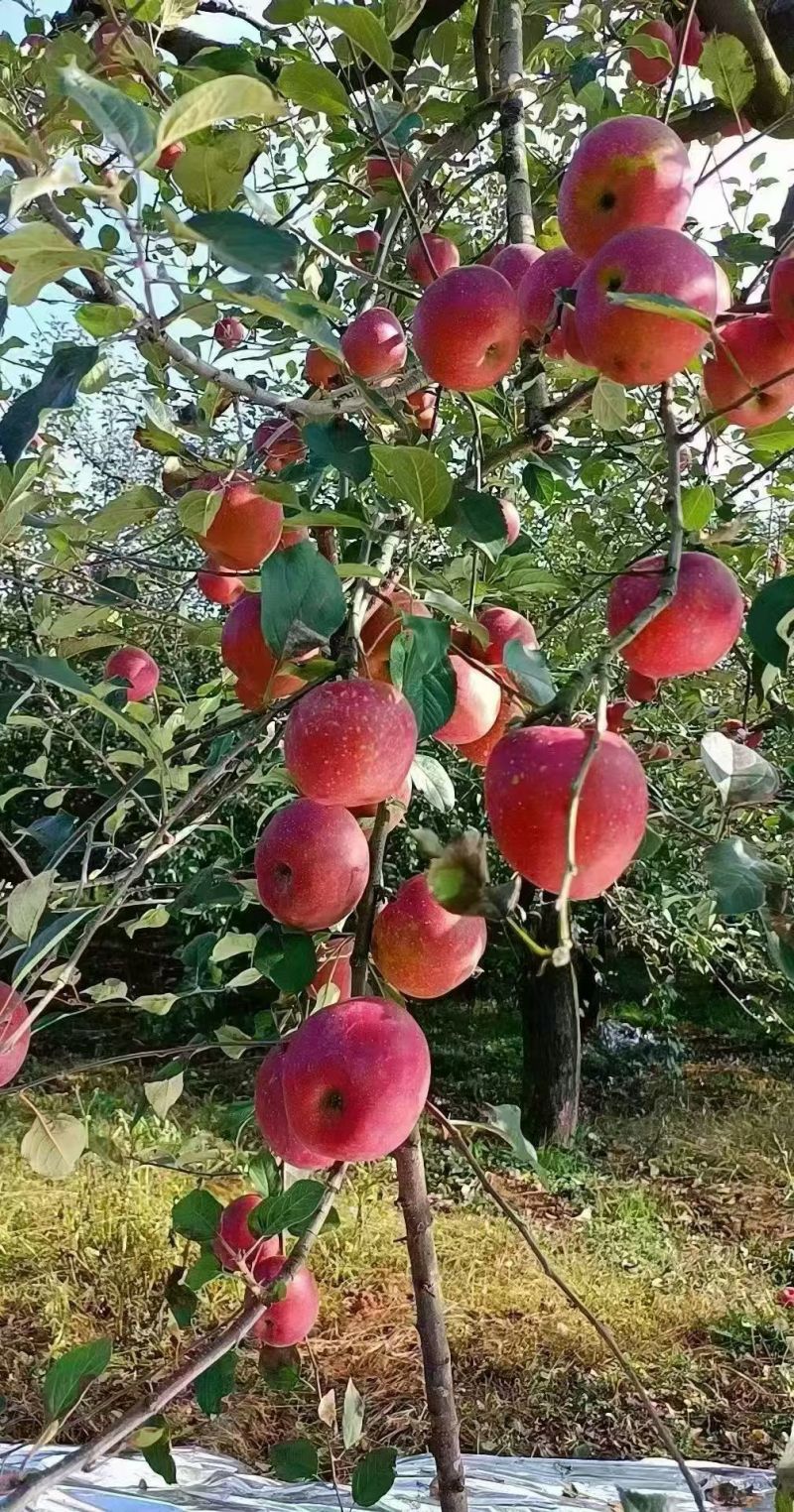 昭通糖心苹果
