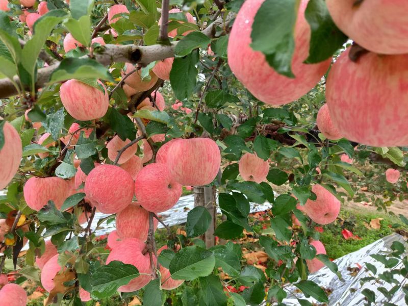 沂蒙山条红红富士