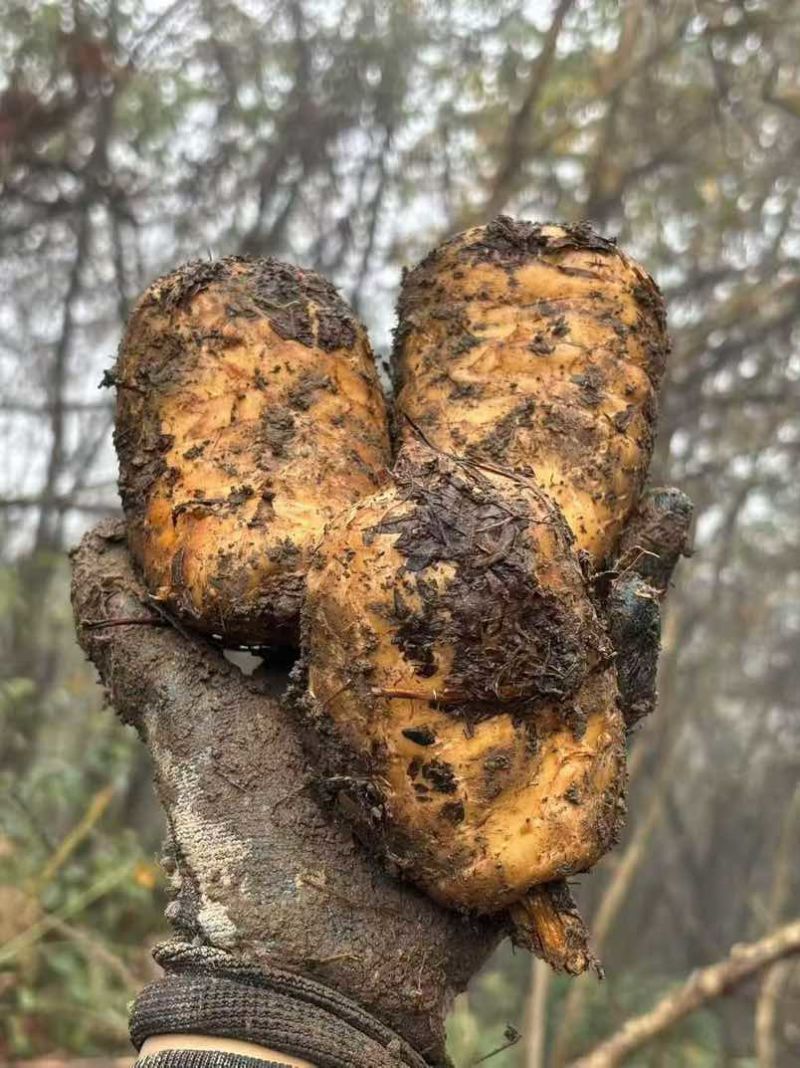 正宗小草坝仿野生林下种植乌天麻三年一季看得见的品质