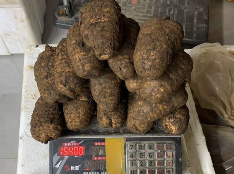 正宗小草坝仿野生林下种植乌天麻三年一季看得见的品质