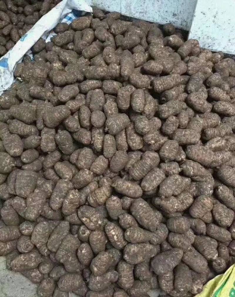 正宗小草坝仿野生林下种植乌天麻三年一季看得见的品质