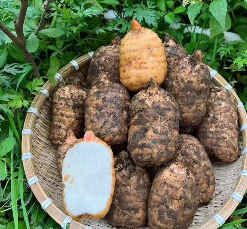 正宗小草坝仿野生林下种植乌天麻三年一季看得见的品质