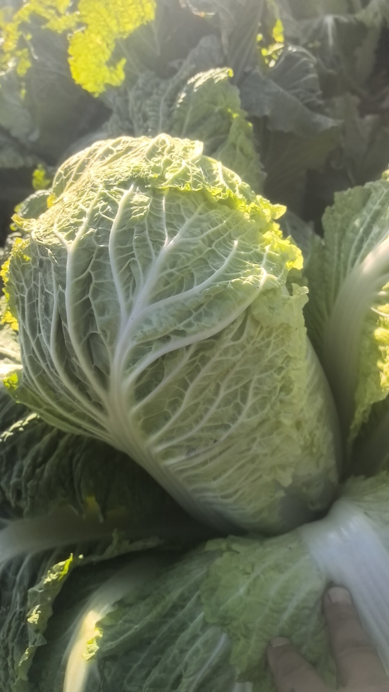 白菜