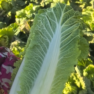 白菜