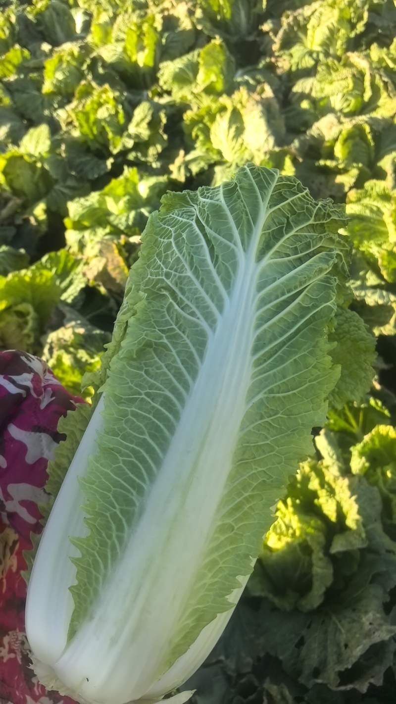 白菜