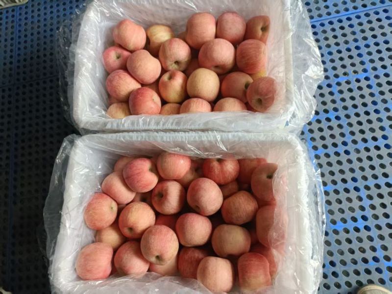 瑞雪苹果红富士条纹苹果大量有货对接合作全国电商