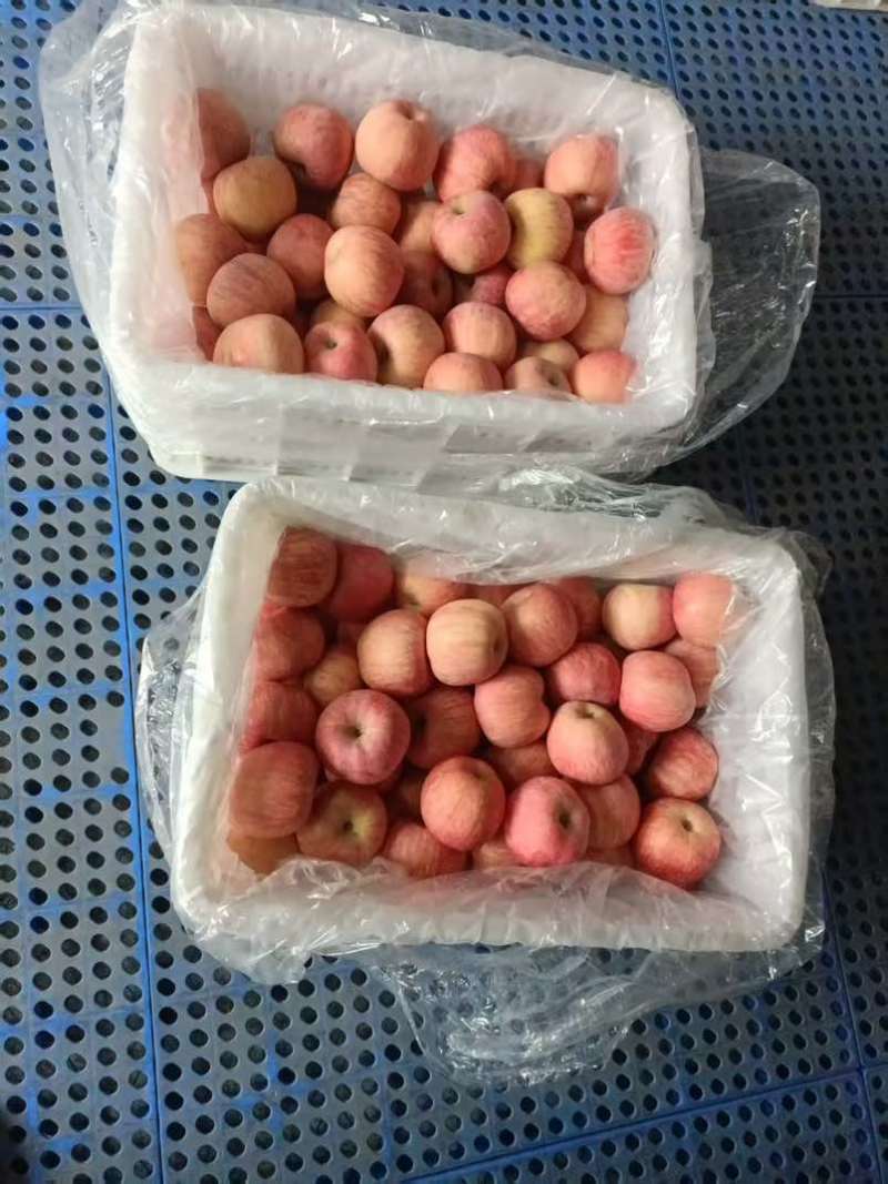 瑞雪苹果红富士条纹苹果大量有货对接合作全国电商