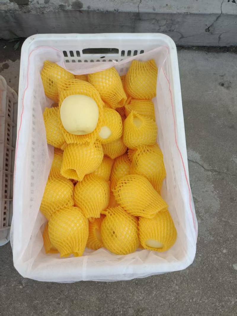 瑞雪苹果红富士条纹苹果大量有货对接合作全国电商