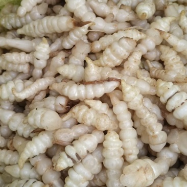 螺丝菜