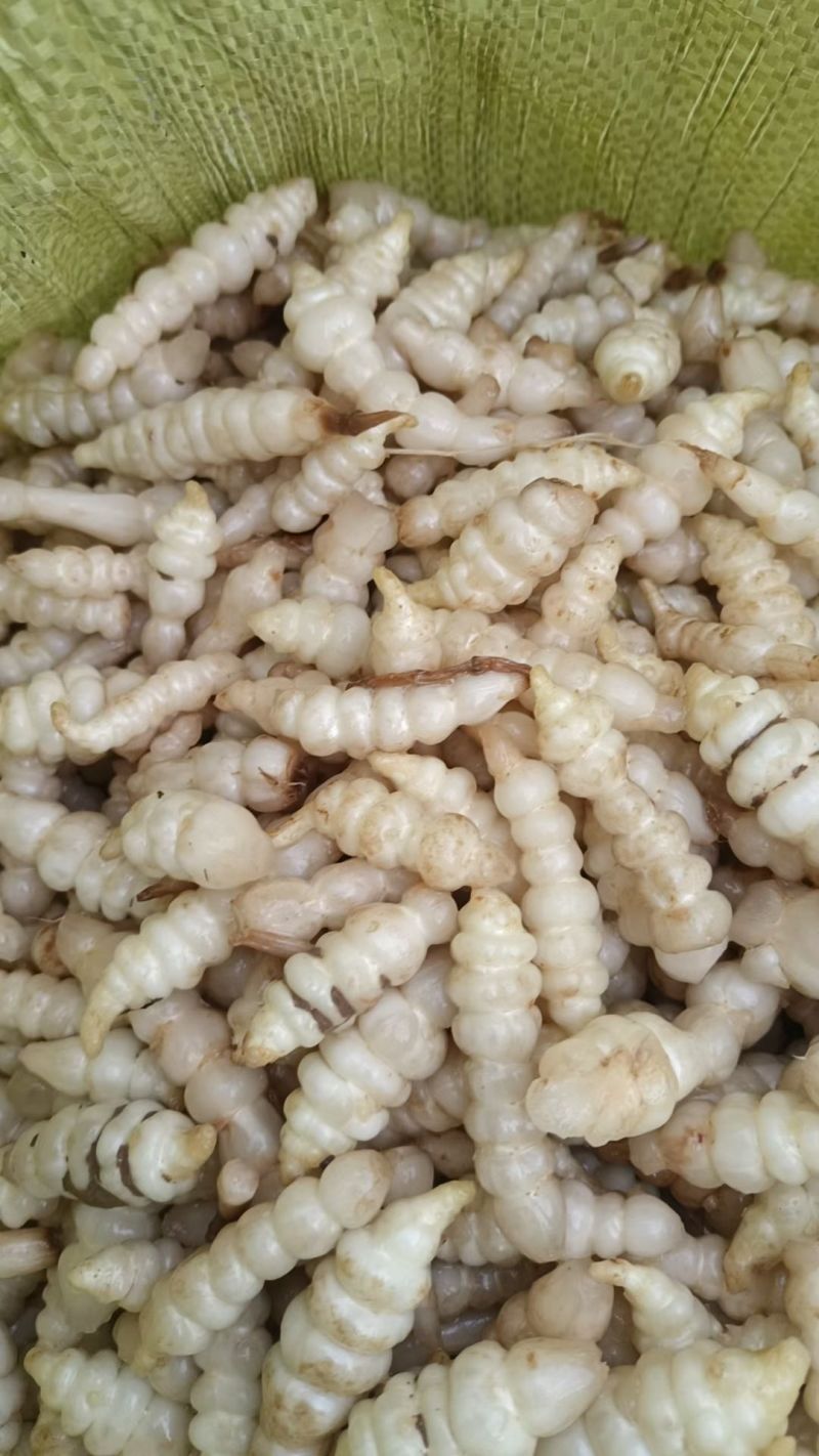 螺丝菜