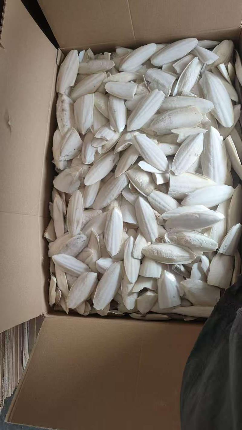 墨鱼骨（墨鱼骨）