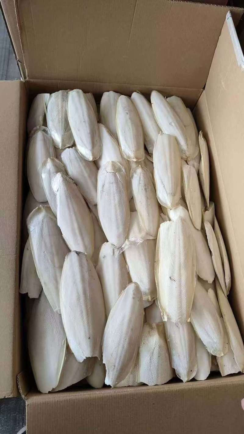墨鱼骨（墨鱼骨）