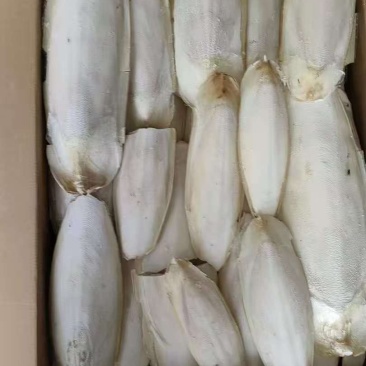 墨鱼骨（墨鱼骨）