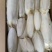 墨鱼骨（墨鱼骨）