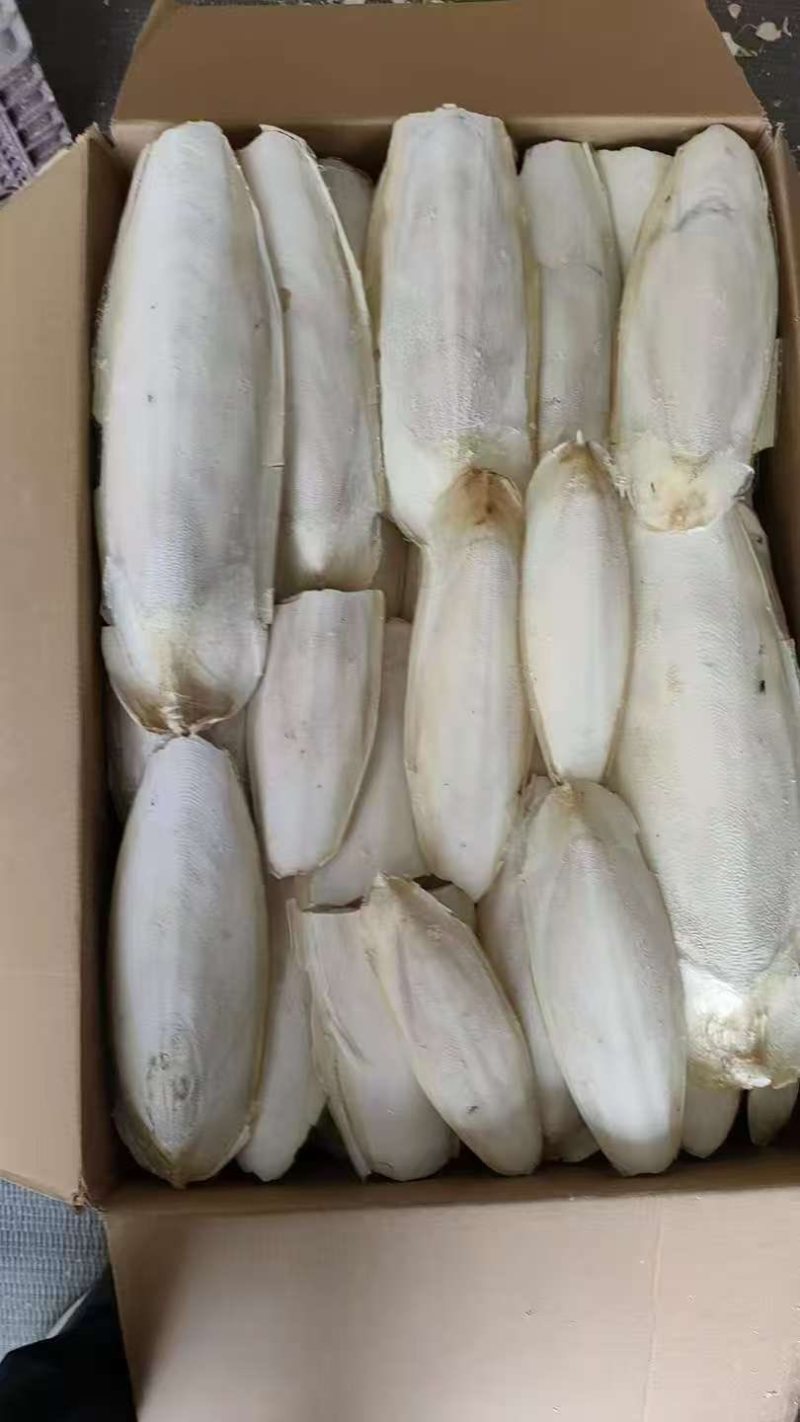 墨鱼骨（墨鱼骨）