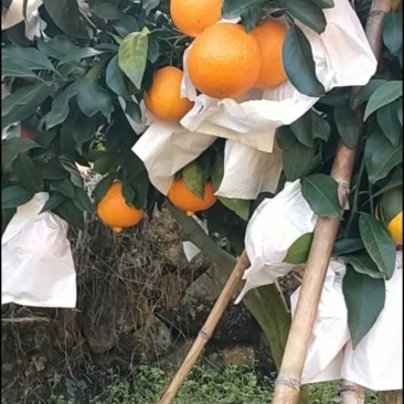 红美人