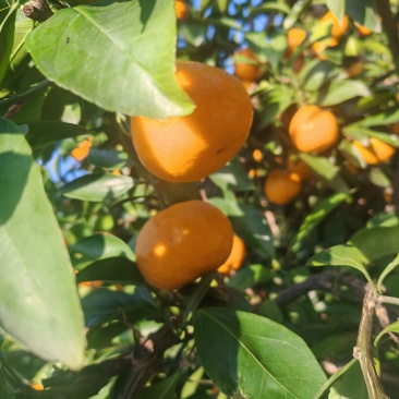 山地蜜橘无激素，不催红农家自种
